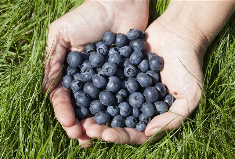 Vaccinium corymbosum