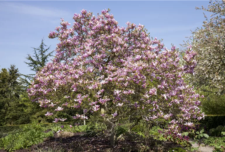 Magnolia