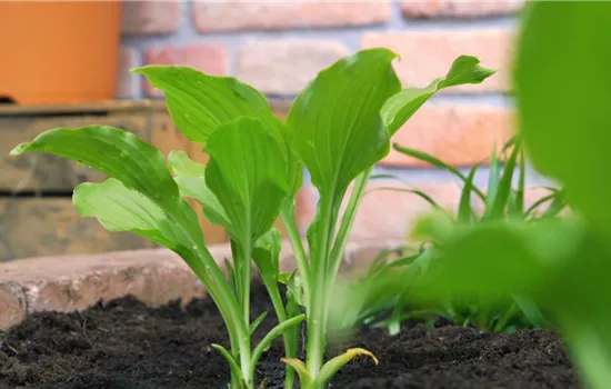 Funkie - Einpflanzen im Garten