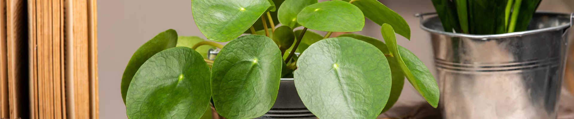 Pilea peperomioides