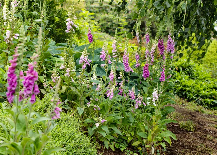 So wird’s richtig bunt - Stauden für jeden Standort im Garten