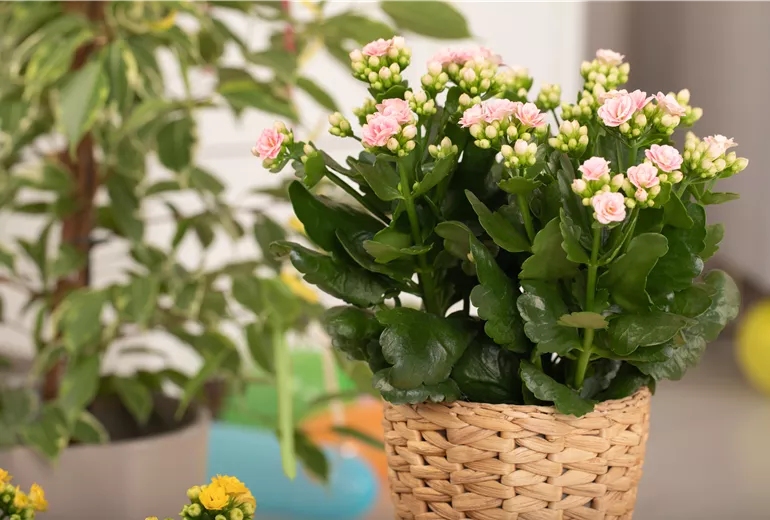 Kalanchoe blossfeldiana, rosa