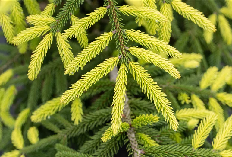 Picea orientalis 'Aurea'