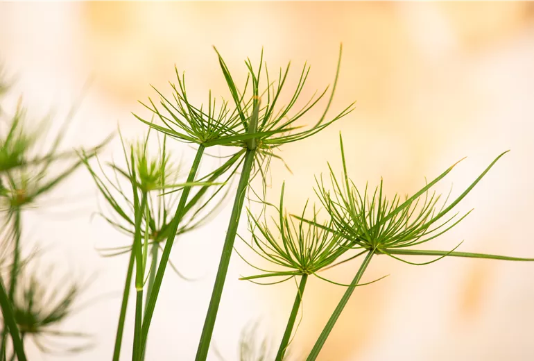 Cyperus haspan
