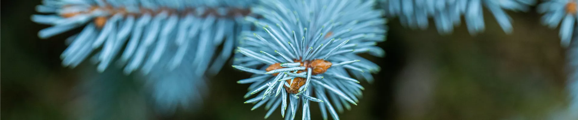 Picea pungens 'Bittersdorfer Zwerg'