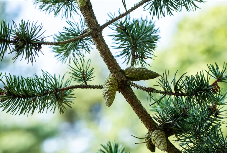 Pinus banksiana 'Arktis'