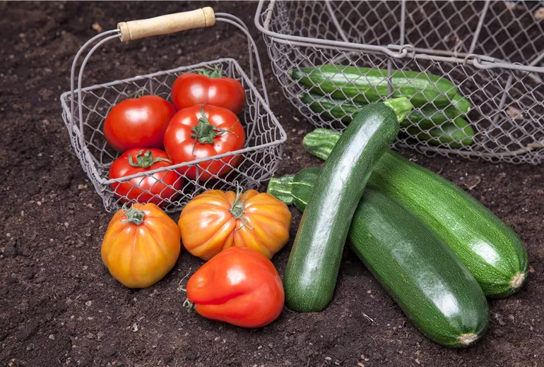 Solanum lycopersicum, Cucurbita pepo subsp. pepo convar. giromontiina