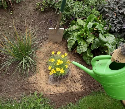 Mädchenauge - Einpflanzen im Garten