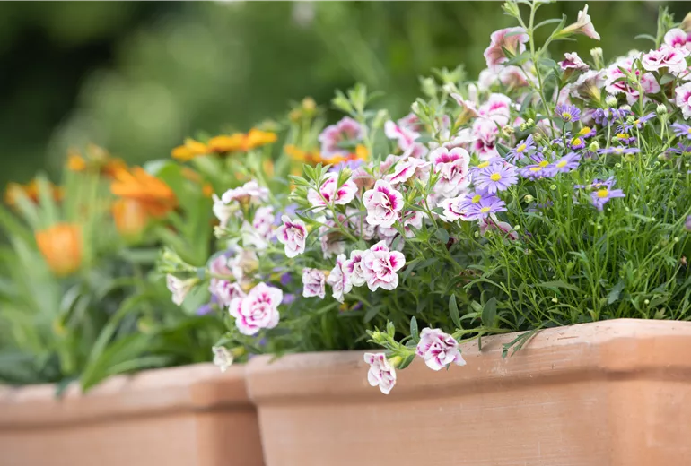 Calibrachoa 'PinkTastic'