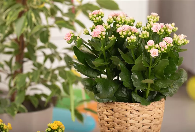 Kalanchoe blossfeldiana, rosa
