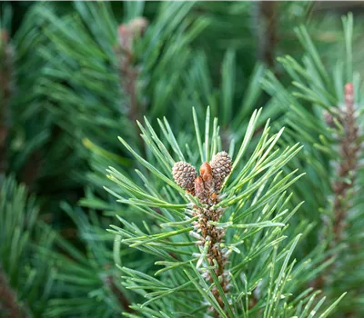 Die passenden Nadelgehölze für jeden Standort im Garten