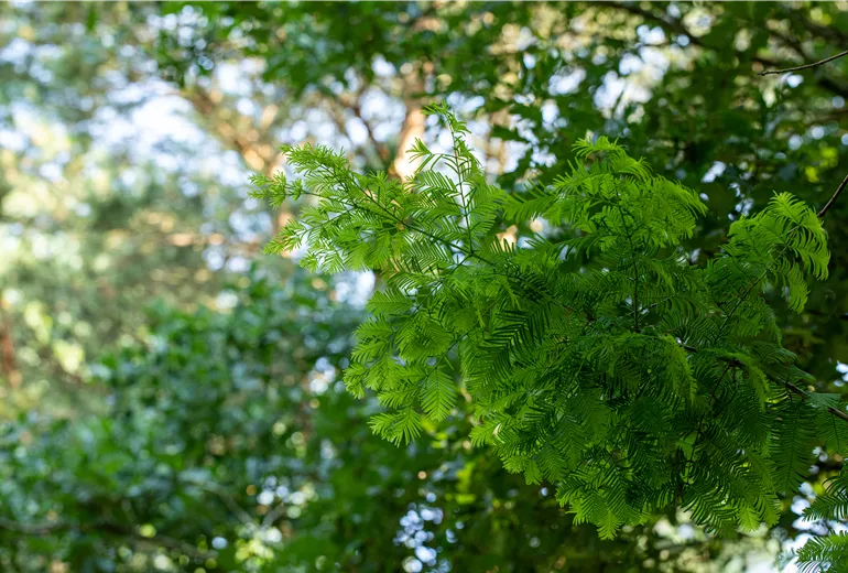 Metasequoia glyptostroboides