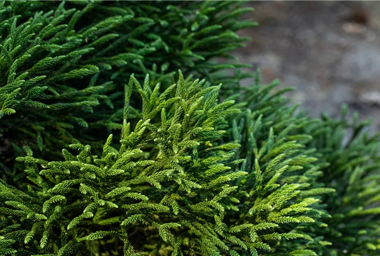 Cryptomeria japonica 'Little Champion'