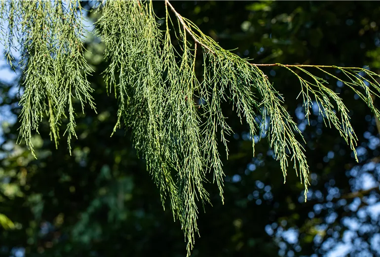 Chamaecyparis lawsoniana 'Imbricata Pendula'
