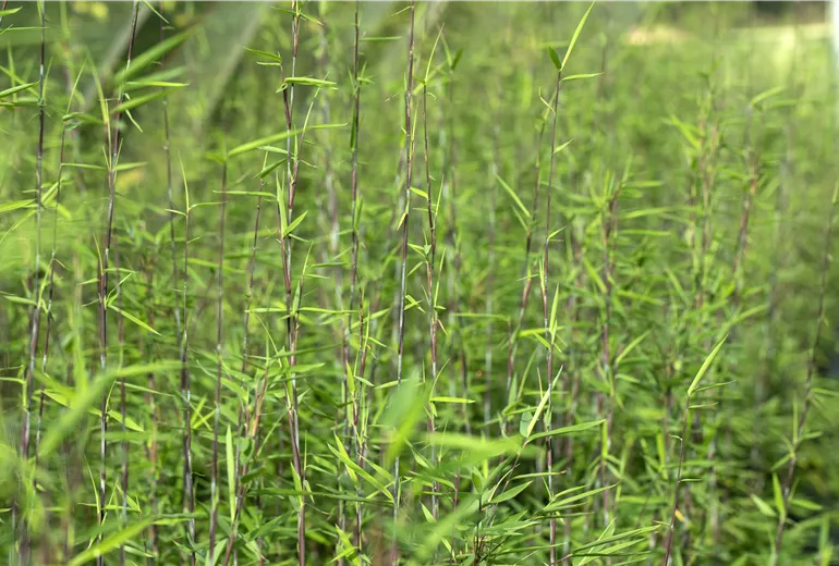 Fargesia nitida 'Black Pearl'