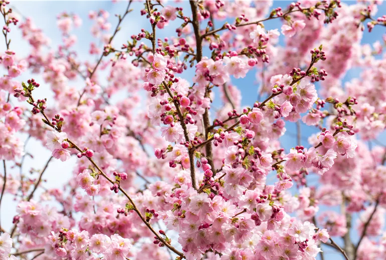 Prunus subhirtella 'Accolade'