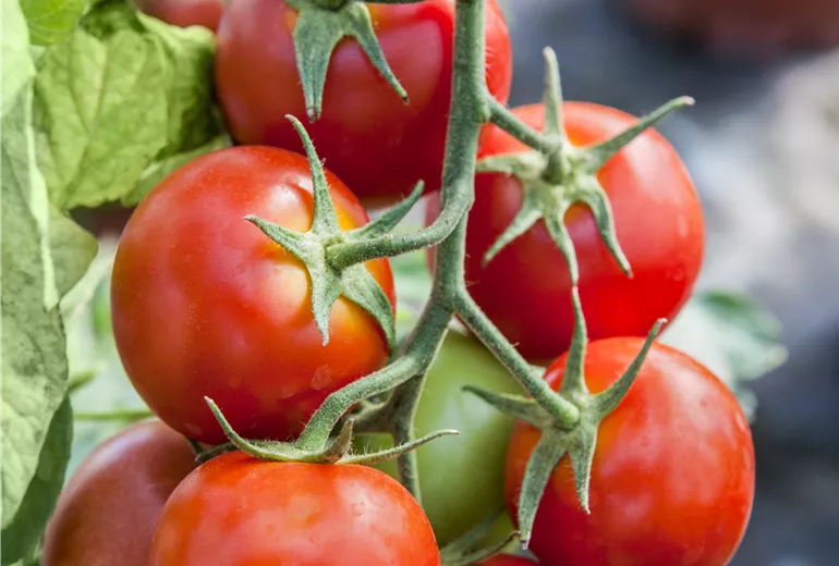 Solanum lycopersicum 'Grapellina'