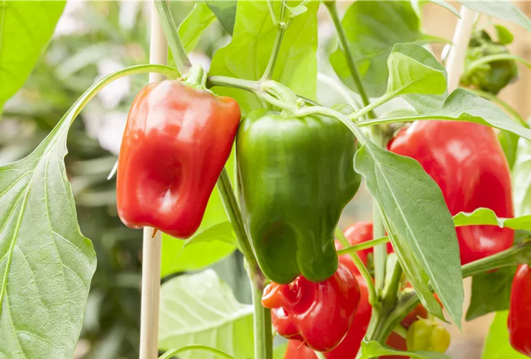 Capsicum annuum 'Pick a Pep'®