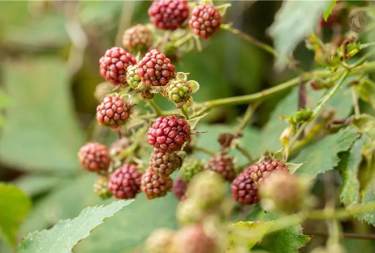 Reifende Brombeeren