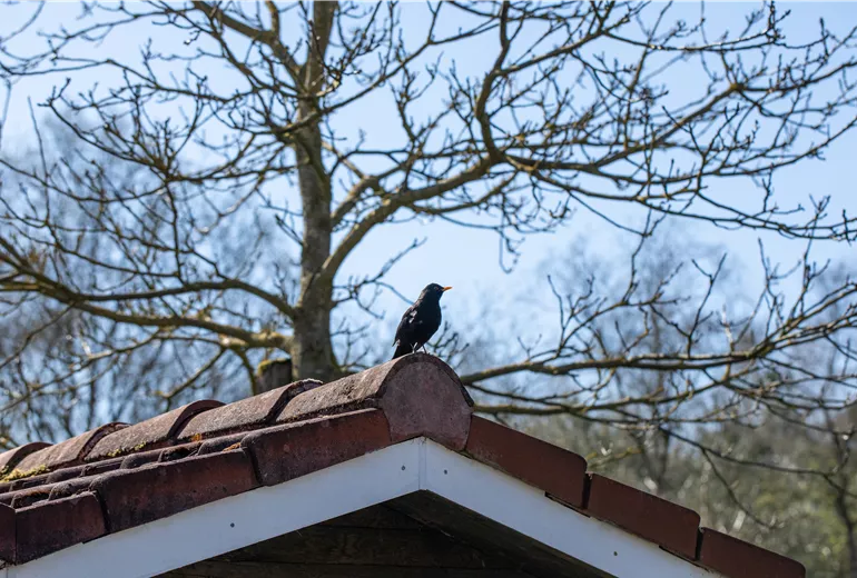 Vogel auf Dach