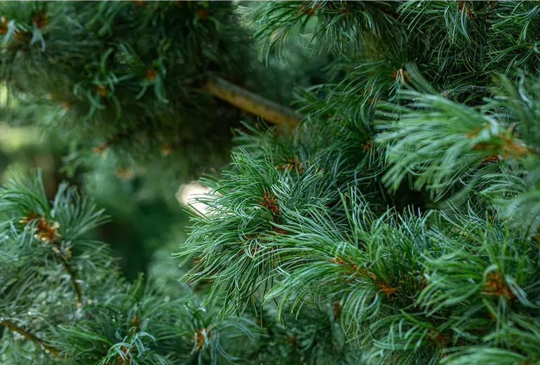 Pinus parviflora 'Schoon's Bonsai'