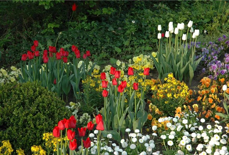 Beet mit Tulpen und Frühlingsblühern
