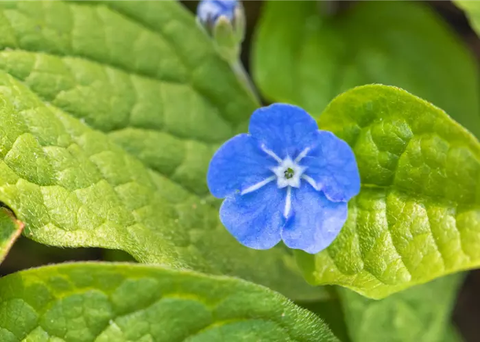 Gedenkemein - Einpflanzen im Garten