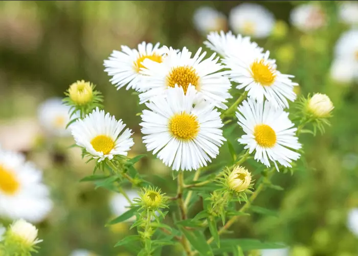 Rauhblatt Aster- Einpflanzen im Garten