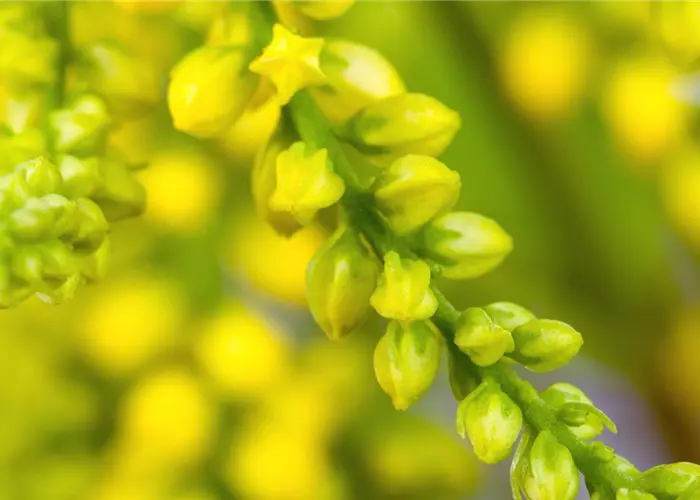 Goldtröpfchen - Einpflanzen im Garten