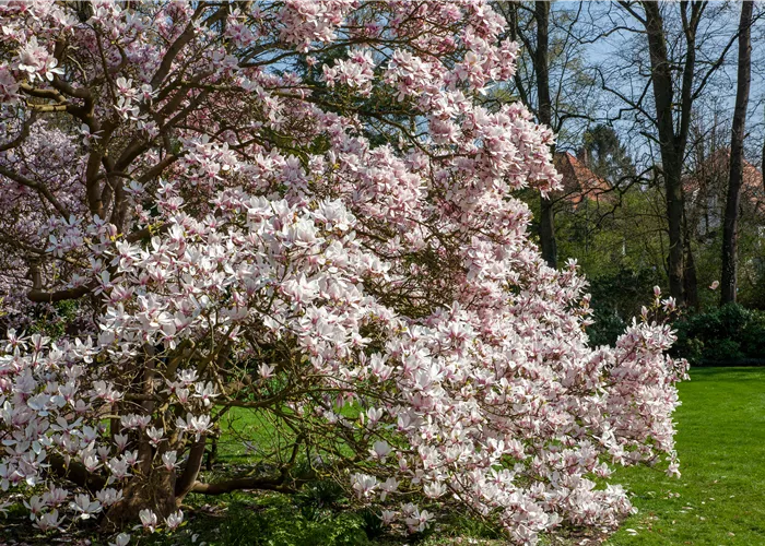 Magnolien pflanzen für einen Blickfang im Garten 