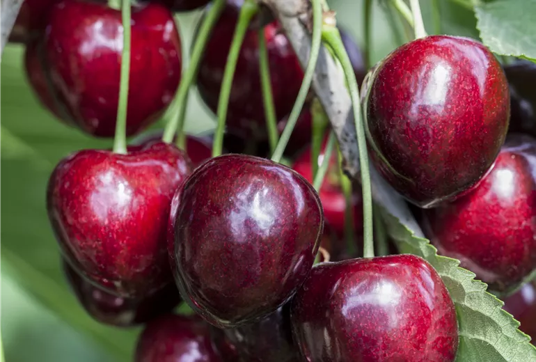 Prunus avium 'Kordia'®