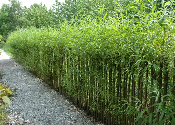 Ein Sichtschutz im Garten sorgt für mehr Privatsphäre
