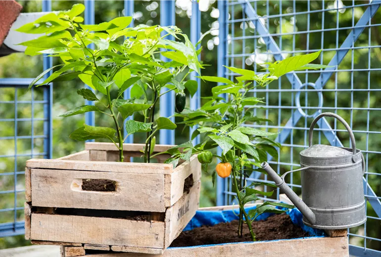 Upcycling - Gemüsebeet