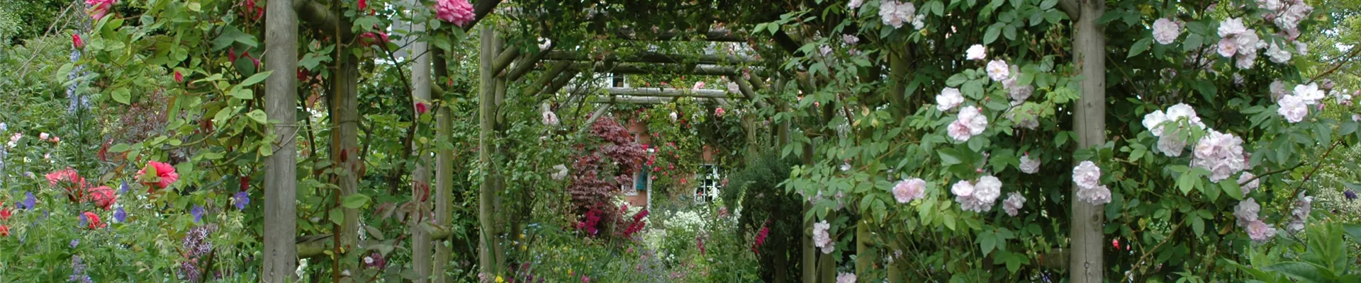 Pergola mit Kletterrosen