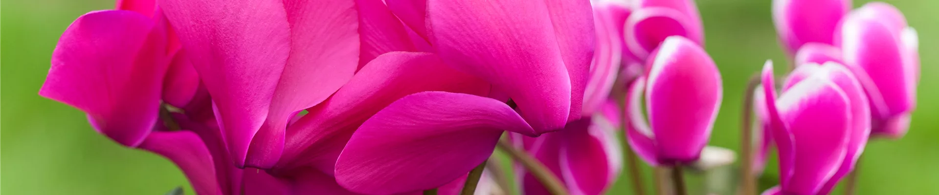 Cyclamen persicum