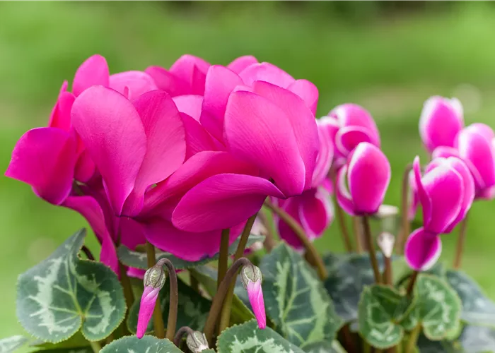 Alpenveilchen als Highlight in Haus und Garten