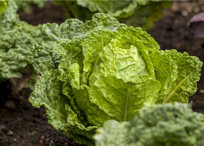 Gemüseanbau im Gewächshaus – so wird es ein voller Erfolg!