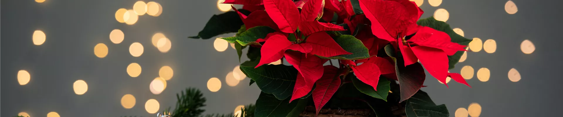 Euphorbia pulcherrima, rot