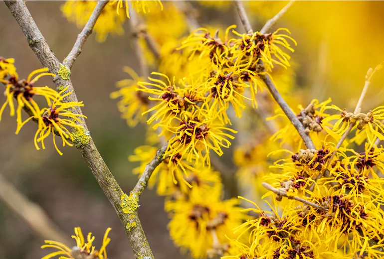Hamamelis x intermedia 'Barmstedt Gold'