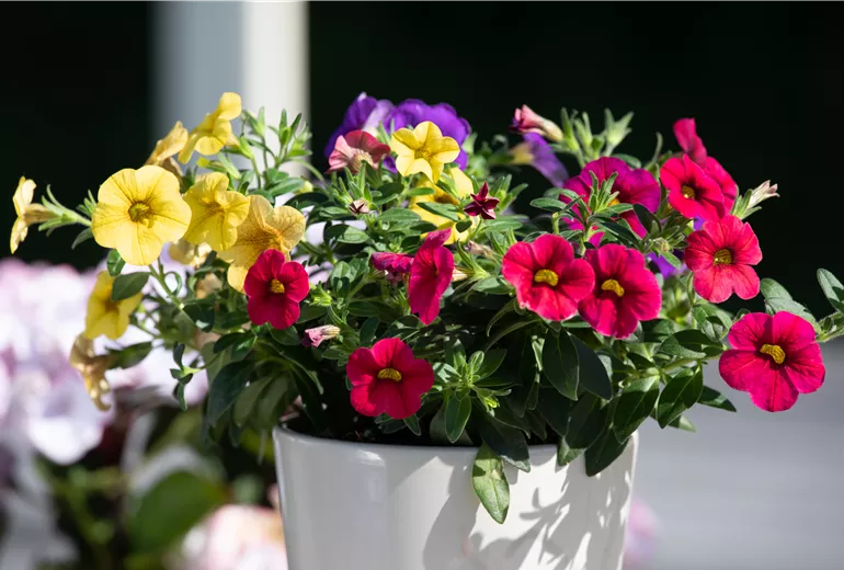 Calibrachoa 'Trio'
