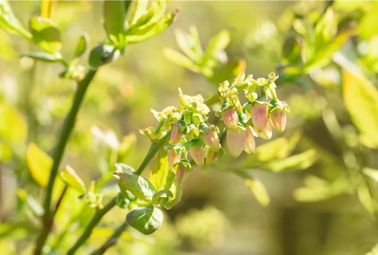 Vaccinium corymbosum 'Blue Jay'