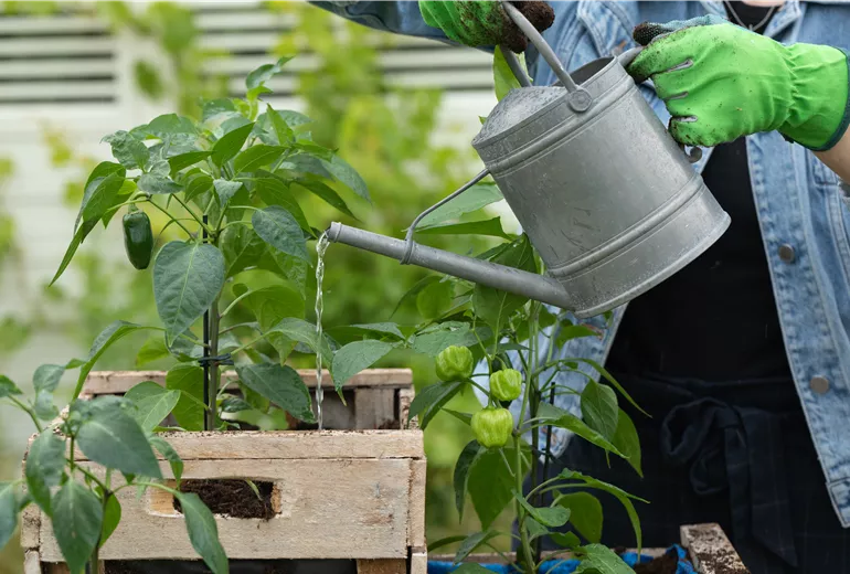 Upcycling - Pflanzen angießen