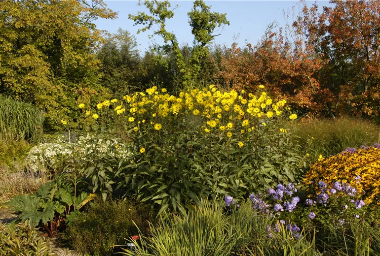 Helianthus atrorubens