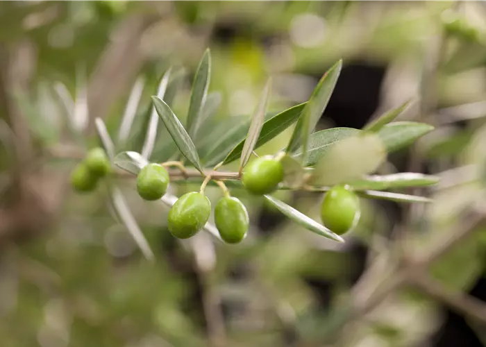 Kübelpflanzen für die Terrasse sorgen für mediterranes Flair