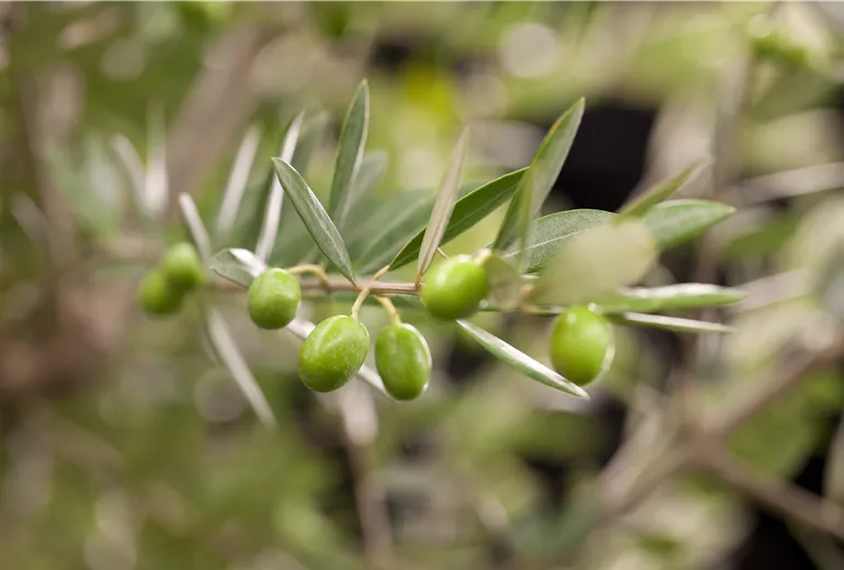 Olea europaea