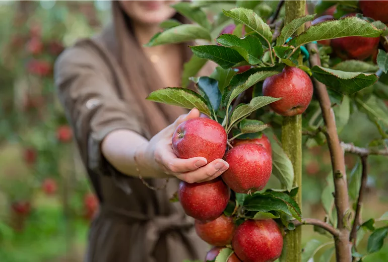 Apfelernte - Frau erntet Äpfel