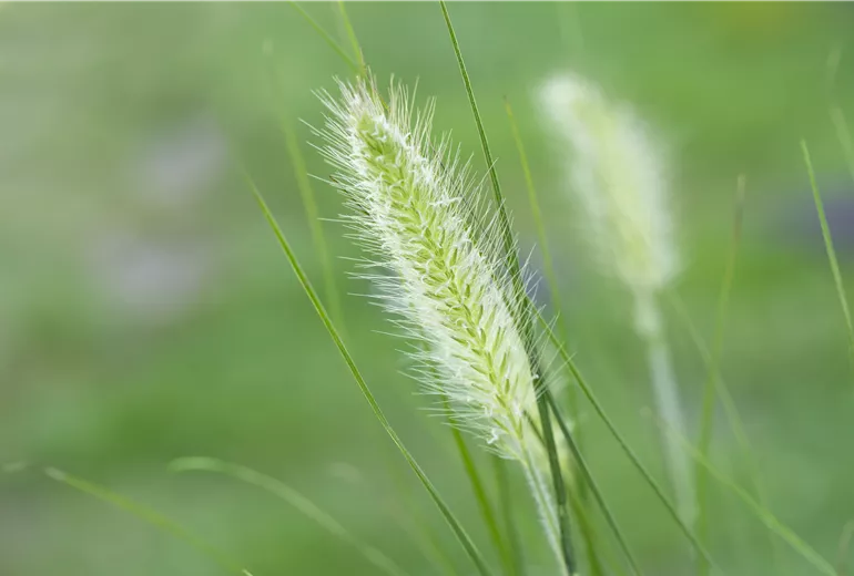 Pennisetum alopecuroides 'Hameln'