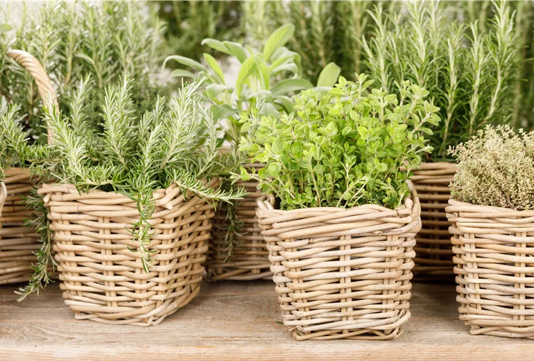 Origanum vulgare, Thymus, Rosmarinus officinalis