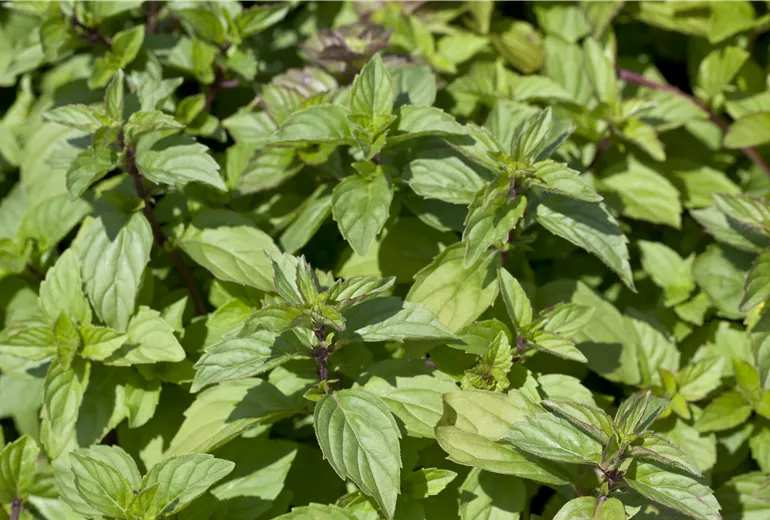 Mentha nemorosa