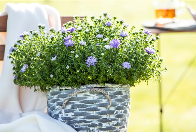 Aster dumosus, hellblau